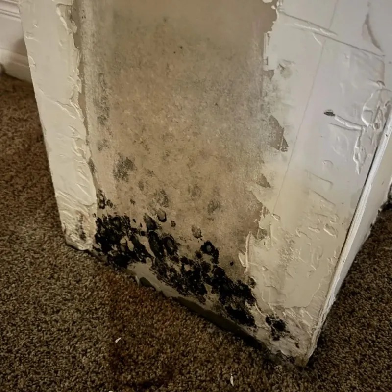 Professional Mold Removal in Hinesburg, VT
